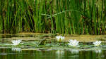 Weiße Seerosen auf einem Teich bei Völschow.