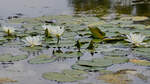 Weiße Seerosen auf einem Teich bei Völschow.