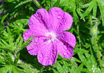 Geranienblüte mit Wassertropfen im Garten - 04.06.2021