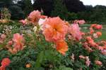 Hamburg am 25.6.2021: Blühende Rosen im Rosengarten des Stadtparks im Stadtteil Winterhude /