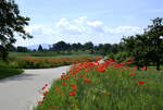 Blühender Klatschmohn an den Wegrändern am Marchhügel in der Rheinebene im Breisgau, Juli 2021