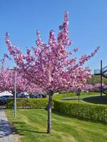 Japanischer Kirchblüttenbaum nahe den Schulkomplex in Hosingen.