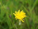 Nahaufnahme einer gelbe Wiesenblume am 25. Juli 2020 auf einem Feld nahe Kirchberg/Tirol.