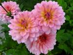 Dahlien. Foto: 09.09.2006