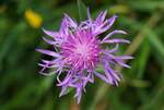 Wiesen-Flockenblume (Centaurea jacea) in Nahaufnahme.