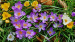 Krokusse sind die Frühlingsboten im heimischen Garten. (Hattingen, März 2023)