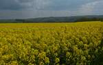 Blick über ein blühendes Rapsfeld nahe Brachtenbach in südliche Richtung. 14.05.2023 