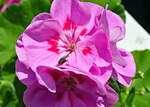 Geranienblüte mit Fliegenbesuch im Garten - 15.05.2023