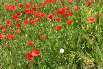 Mohnblumenwiese mit einem  weißen Fremdling  bei Altenahr-Altenburg an der Ahr - 28.05.2023