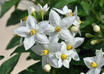 Jasminblüten im Garten - 14.05.2023