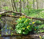 Blühende Sumpfdotterblume in den Auenwäldern der Rheinebene bei Freiburg, April 2005