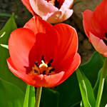 Tulpen sprießen im Frühling - April 2025