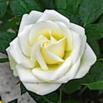 Blüte einer weißen Rose - 16.02.2025