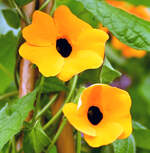 Schwarzäugige Susanne (Thunbergia alata) - 19.02.2025