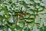 Die Seerosen werden in kürze ihre Blüten öffnen. 07.2025
