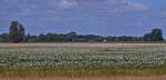 Blhendes Kartoffelfeld nahe der Landstrae in Hoeven. 07.2025
