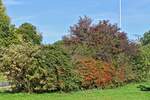 Blühende Sträucher und Herbstfarben an einer Raststätte.