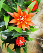 Bromelia Blüte - 20.09.2025