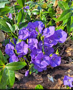 Blühende Blaukissen (Aubrieta) am Rand der Außenanlagen des Krankenhauses Martha-Maria in Halle-Dölau.