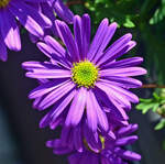 Blaues G�nsebl�mchen im Blumenkasten - 09.05.2026