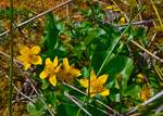 Sumpfdotterblume (Caltha palustris) in einem Feuchtgebiet in Brandenberg in Tirol. Aufgenommen am 10.05.2026.