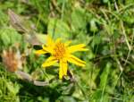 Blüte von Arnica montana, einer wichtigen Arzneipflanze, die beispielsweise bei Muskel- und Gelenksbeschwerden eingesetzt wird. Aufgenommen am 29.07.2026 in den Zillertaler Alpen.