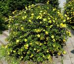 Gro�blumiges Johanniskraut in voller Bl�te, Juni 2025
