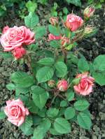 schne Rosen