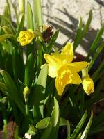 Obwohl Ostern dieses Jahr sehr frh fllt, konnten die Narzissen (auch Osterblumen genannt) in unserem Garten nicht so lange warten. Foto aufgenommen in Erpeldange/Wiltz (Luxemburg) am 19.02.08.