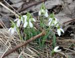 Nun bemhe ich mich seit Jahren, Schneeglckchen in unserem Garten zum Blhen zu bringen, vergebens! Und was entdecke ich gestern neben der Eisenbahnstrecke in Troisvierges (Luxemburg): Schneeglckchen, die einfach wild da wachsen!!! 23.02.08 