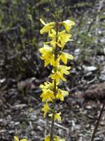 Blhende Forsythien in der Nhe des Bahnhofs von Mersch (Luxemburg) am 23.03.08.