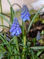 Die Traubenhyazinthen haben auch angefangen zu blhen in Erpeldange/Wiltz (Luxemburg) am 30.03.08.