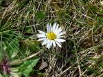 Das erste Gnseblmchen fr dieses Jahr! Bild aufgenommen in der Nhe der Burgruine von Bourscheid (Luxemburg) am 06.04.08.