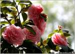 Kamelie (Camellia japonica)