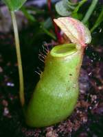 Ausgewachsene Insektenfalle der Kannenpflanze (Nepenthes) im heimischen Gewchshaus. Der Schirm dient als Regenschutz fr den sich in der Kanne befindlichen Verdauungssaft