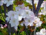 Weiße japanische Kirschblüten fotografiert am 27.04.08 in Luxemburg-Hollerich.
