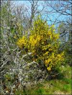 Ein blhender Ginsterstrauch aufgenommen in der Nhe von Kautenbach (Luxemburg) am 04.05.08.