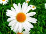 Detail, Margeritenblte (Leucanthemum); 080524 