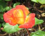 Die Regentropfen zieren eine Rose.
(03.06.2008)
