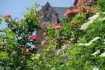 Kann man hier Dornrschen wachkssen? Rosenhecke auf dem Schlohof von Ballenstedt.