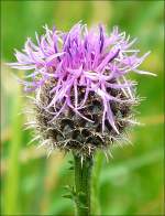 Die Blte einer Percken-Flockenblume (centaurea pseudophriygia) aufgenommen am 14.06.08.