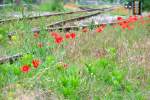 Klatschmohnblten entlang der Schienenwege; 080617