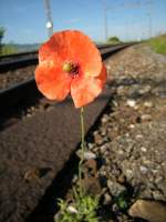 Neben grossen Zgen gibt es im Bahnbereich auch immer wieder kleine Wunder zu fotografieren, so wie zum Beispiel diese Mohnblume auf dem steinigen, trockenen Bahnsteig von Neyruz.