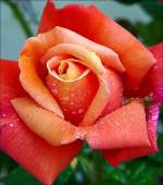 Wie von Perlen berst sieht diese Rose nach einer Regenschauer aus.
