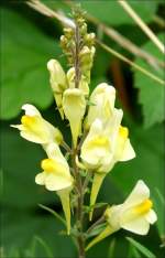Das gewhnliche Leinkraut (linaria vulgaris) wird wegen der Form seiner Blten auch  kleines Lwenmaul  genannt.