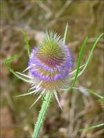 Blte der wilden Karde (dipsacus fullonum) aufgenommen am 06.07.08. (Jeanny)