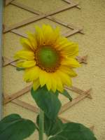 Eine Sonnenblume auf unserem Balkon.