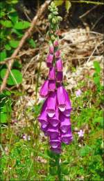 Der rote Fingerhut (digitalis purpurea) kommt nur im Norden Luxemburgs vor.