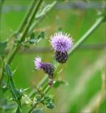 Die Blten einer Ackerkratzdistel (cirsium arvense) aufgenommen am 10.07.08. (Jeanny)