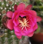 Echinopsis mamillosa var. karmesina; dieser Kaktus steht im Sommer in meinem Garten (07/2008)